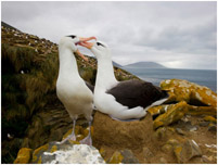 albatros klein